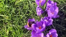 🐝🌸 A Bee Hovering Over Flowers 🌼✨