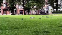 Une corneille sauve un pigeon d'un goéland