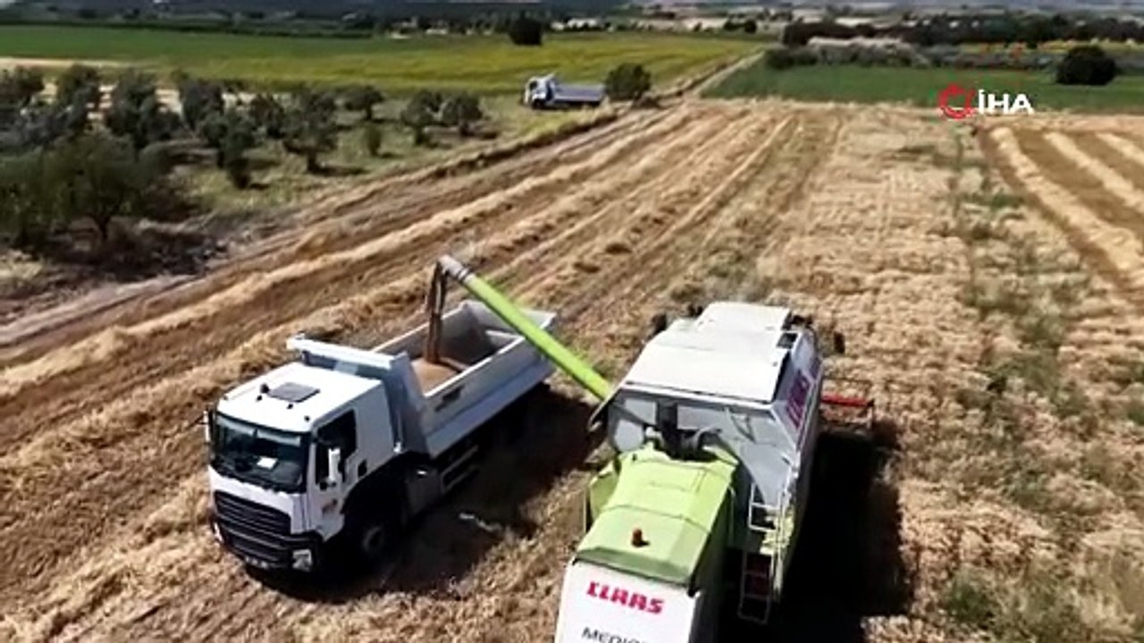 Nilüfer’de buğday hasadı başladı