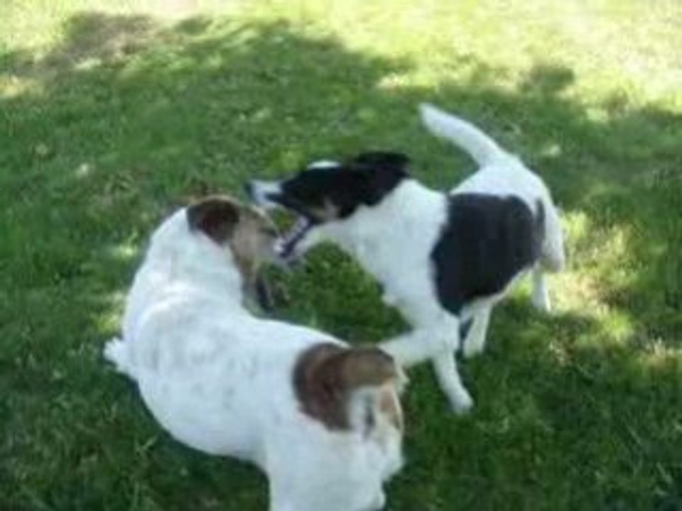 CATCH DOG !!!!!!