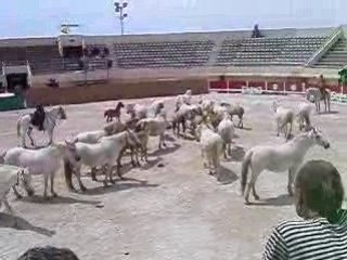 Chx ds arènes
