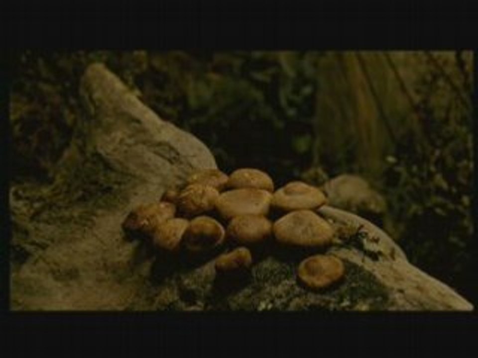 The Fountain Life on ship (scène coupée)