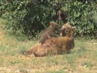 Naissances au parc zoologique de Montpellier
