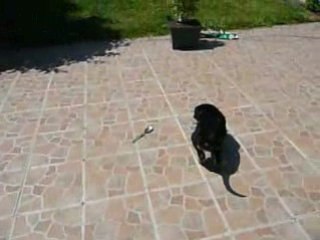 Diego : Bouvier Bernois croisé Beauceron/Husky