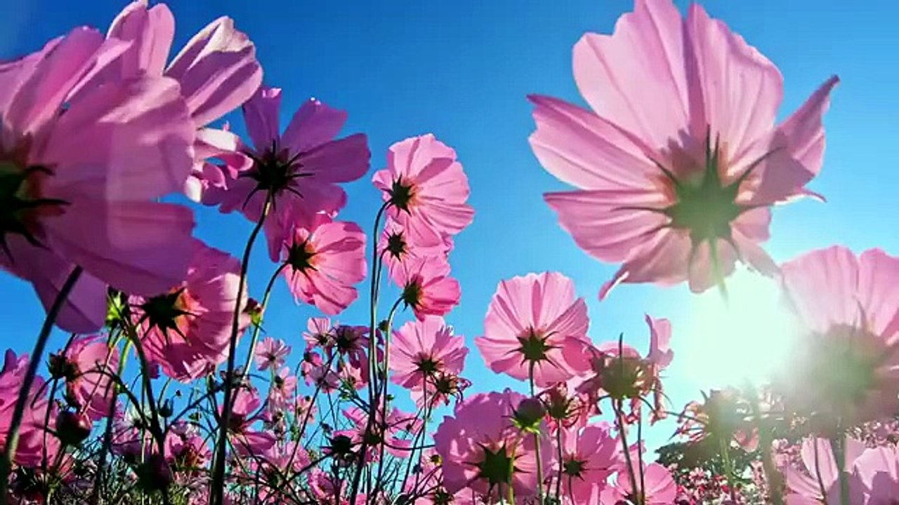 Perfume -Como Aromas Conectavam Humanos aos Deuses
