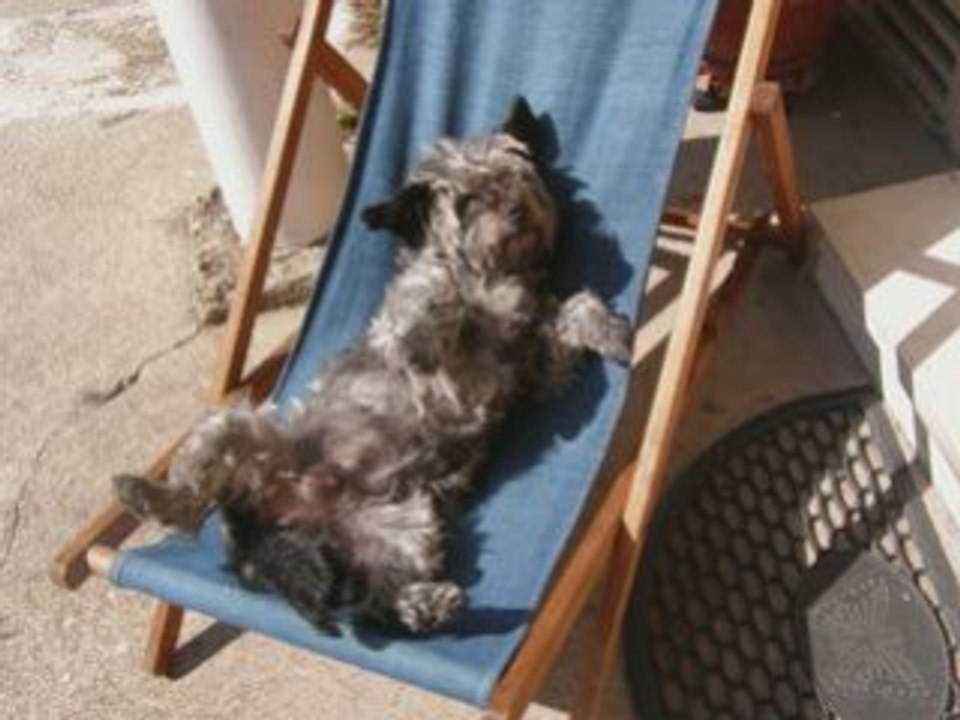 Madame chien