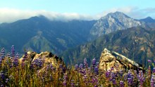Big Sur Wild California 大索尔海岸线