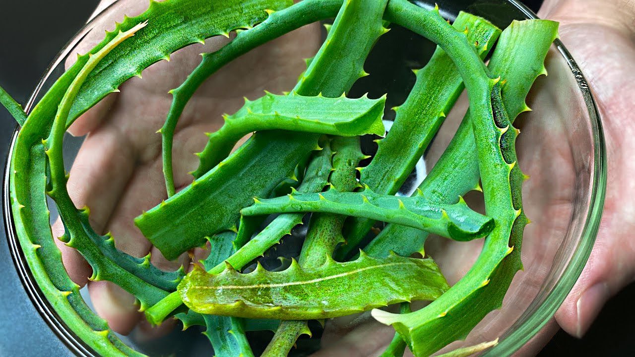 Unglaublich! Krampfadern verschwinden mit Hilfe von Aloe! Ein Schatz, den jeder haben sollte!