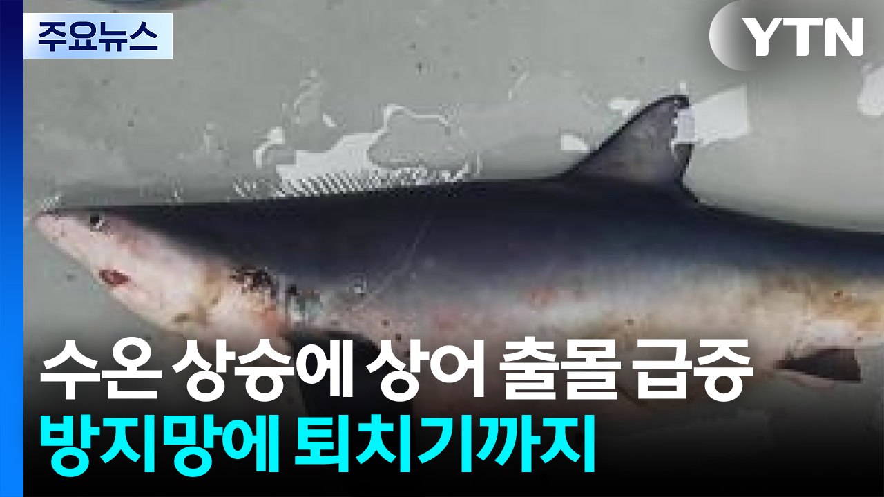 수온 상승에 상어 출몰 급증...방지망에 퇴치기까지 / YTN