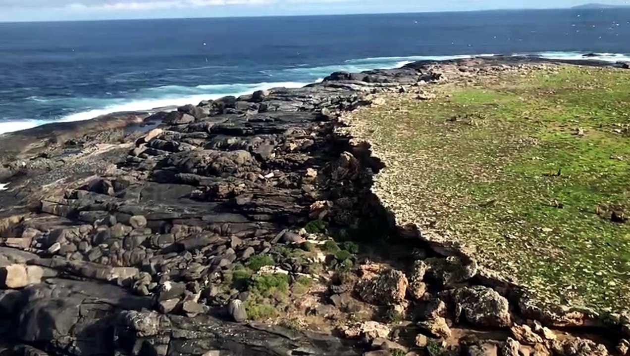 Albatross Island SA Bird flu helicopter surveillance