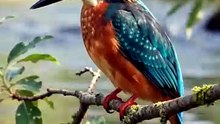 Indian kingfisher in riverside
