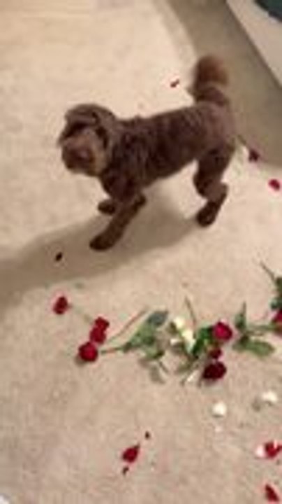 Dog Scatters Rose Petals All Over Staircase and Into Bedroom