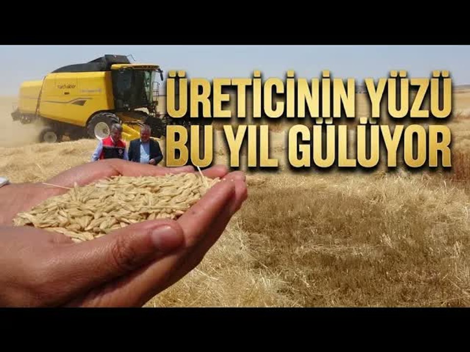 Arpa Hasadı Başladı : Dekara 1 Ton Verim Bekleniyor