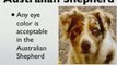 Australian Shepherd Information - Australian Shepherd Info
