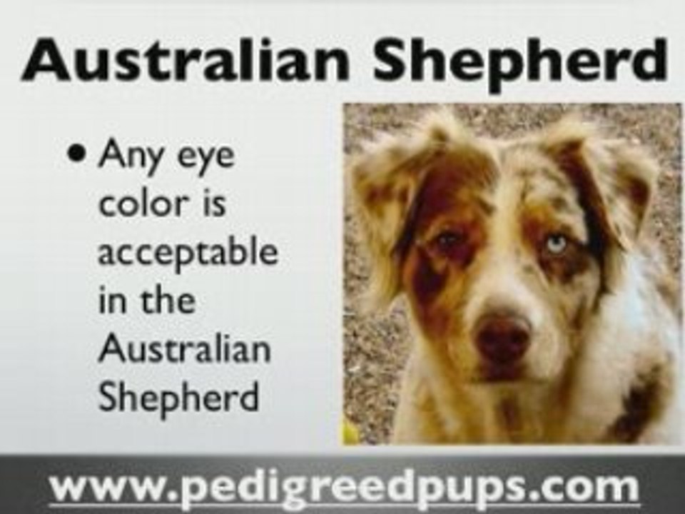 Australian Shepherd Information - Australian Shepherd Info
