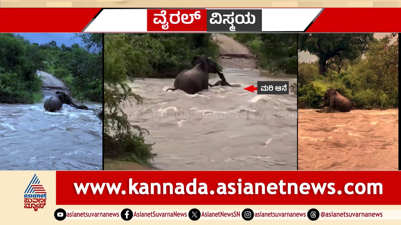 ಉಕ್ಕಿ ಹರಿಯುತ್ತಿದ್ದ ಪ್ರವಾಹದಲ್ಲಿ ತಾಯಿ ಆನೆ ಸಾಹಸ ಕೊಚ್ಚಿ ಹೋಗುತ್ತಿದ್ದ ಕರುಳಕುಡಿಯನ್ನು ರಕ್ಷಿಸಿದ ತಾಯಿ ಆನೆ!