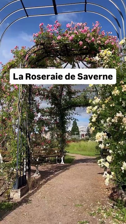 La Roseraie de Saverne #alsace #fleurs #nature.mp4