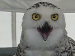 Chouette Harfang des neiges