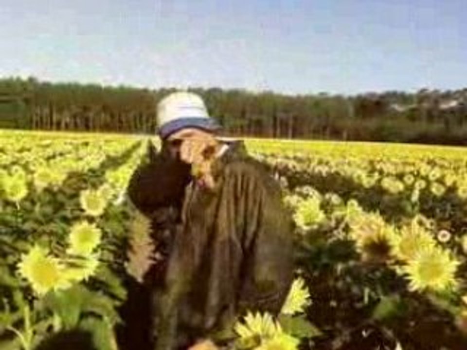Moi tournesol