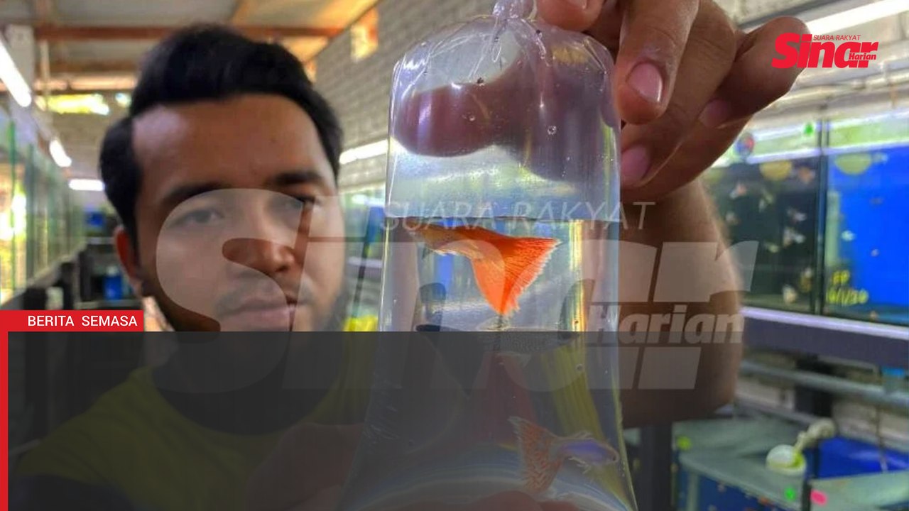 Ikan sekecil jari, nilai ratusan ringgit