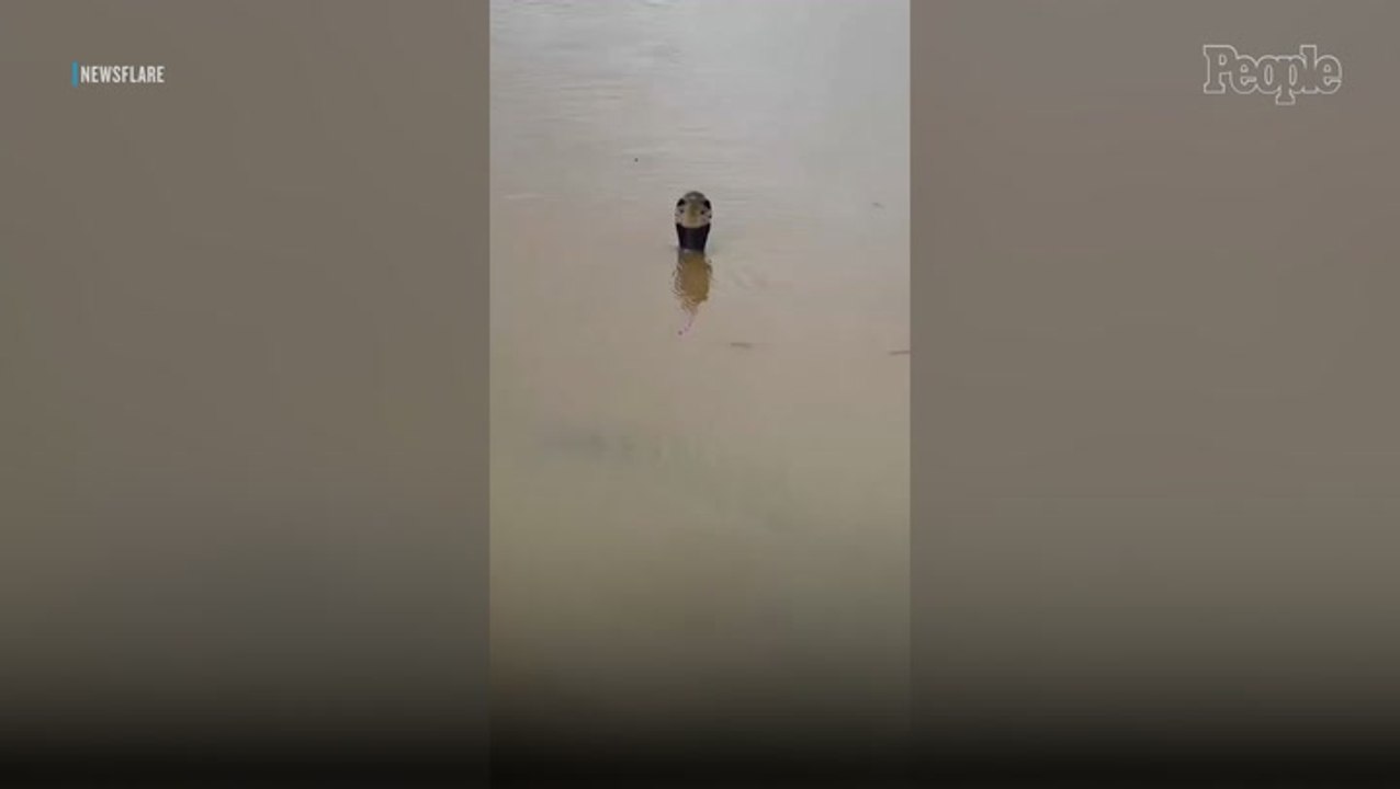 Up to 900 Snakes, Including Venomous Cobras, Escape into Village from Breeding Farm After Flooding in China
