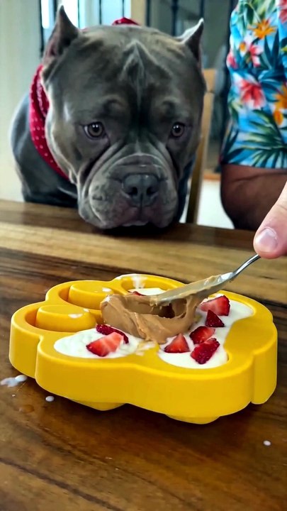He Had NO IDEA It Was His Birthday... 🥹🎉🐶