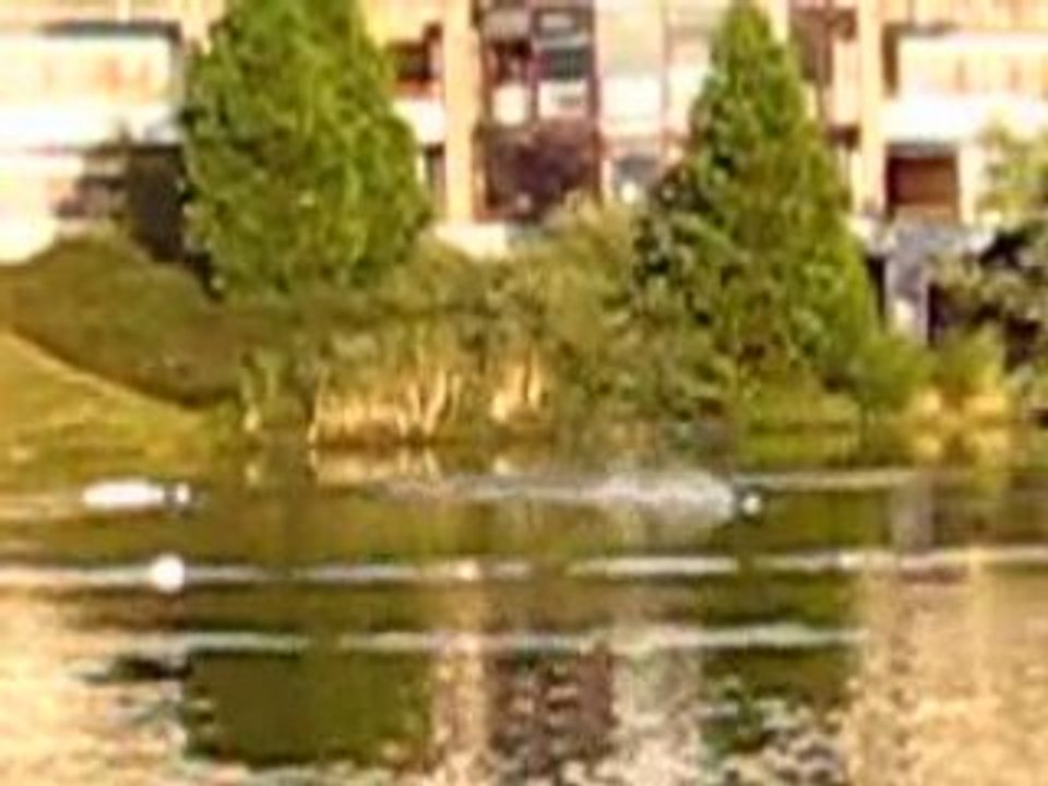 Bateau dolphin brusless 003