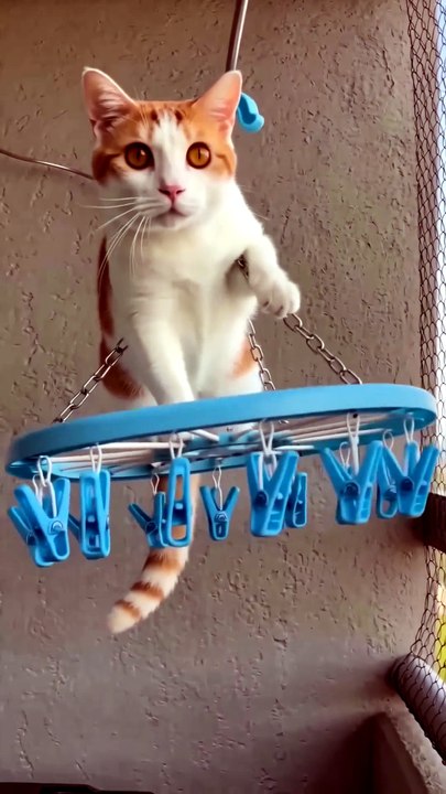 She Climbed the ONE Thing Cats Should Never Climb 😳🐈