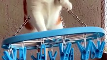 She Climbed the ONE Thing Cats Should Never Climb 😳🐈