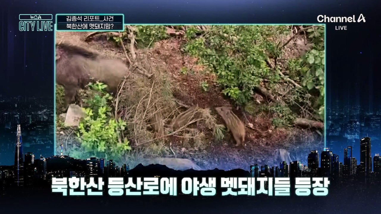 [김종석의 리포트]“먹이 주지 마세요”…북한산에 멧돼지맘?
