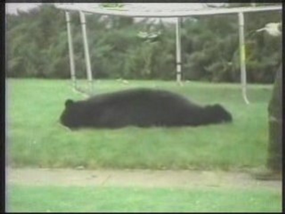 Un ours coincé dans l'arbre