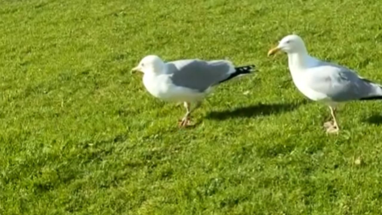 Two Seagulls Stand Together As One Moves Around