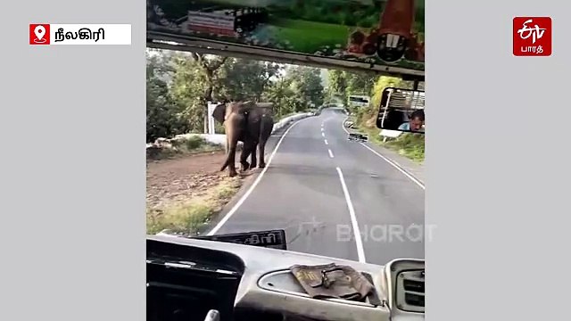 அரசு பேருந்தை வழி மறித்த காட்டு யானை