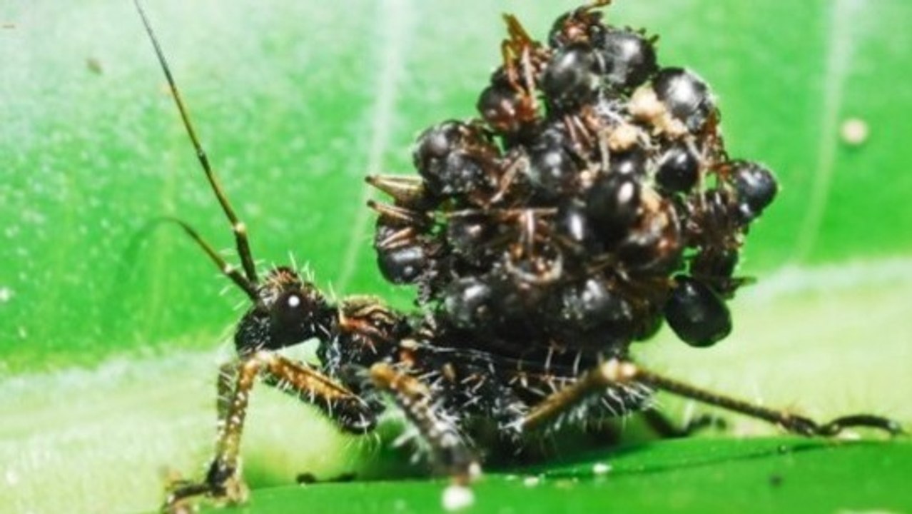 Ant-Carcass Mask: The Camouflage Trick of Acanthaspis petax