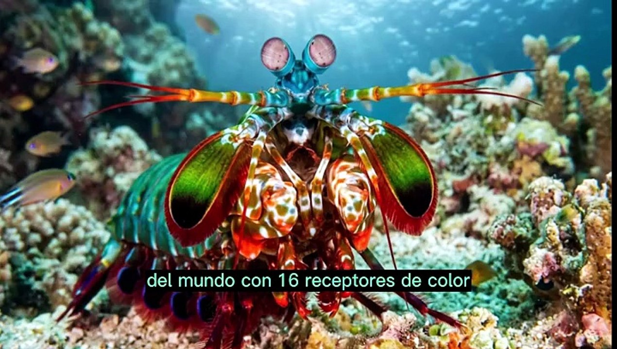 El Quiz de los Animales Absurdos y Fascinantes.
