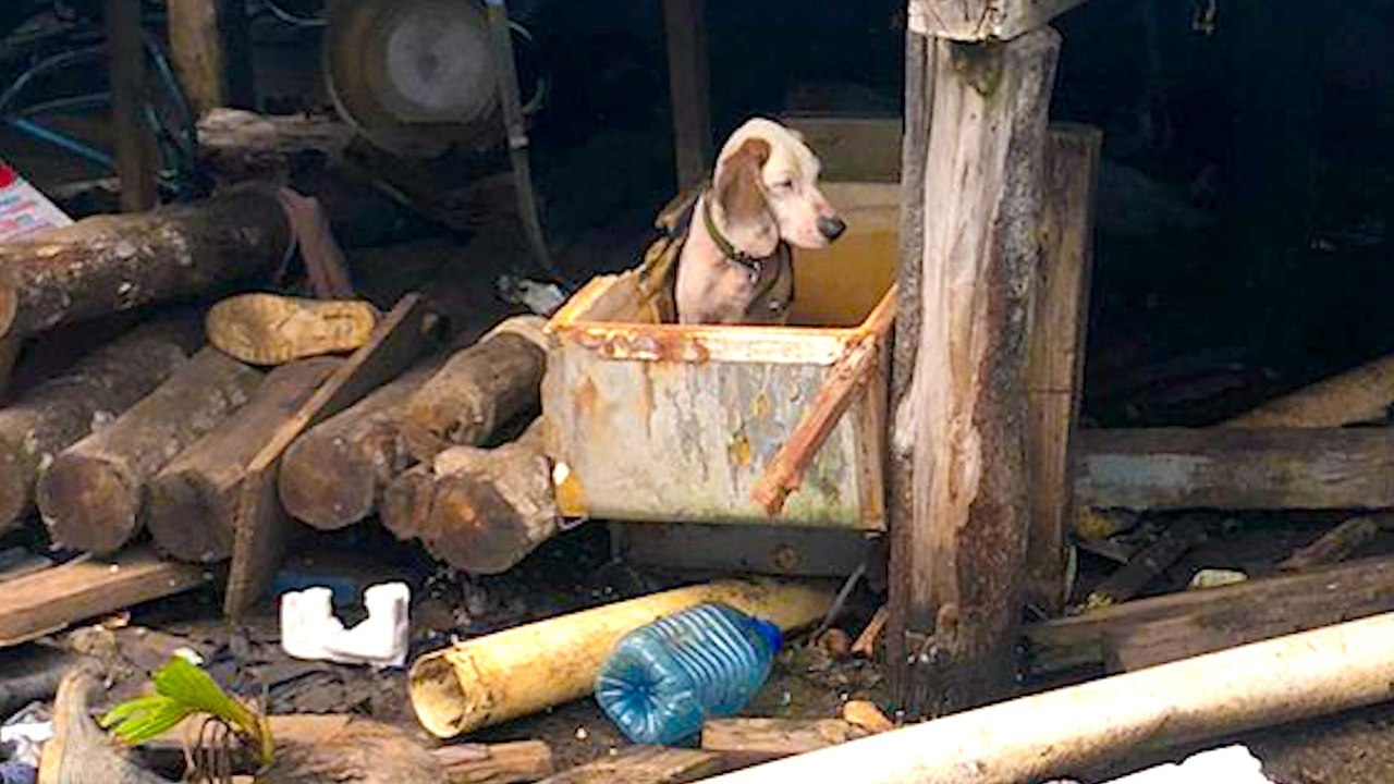 Dog Who Was Kept Hungry Finds The Home She Deserves
