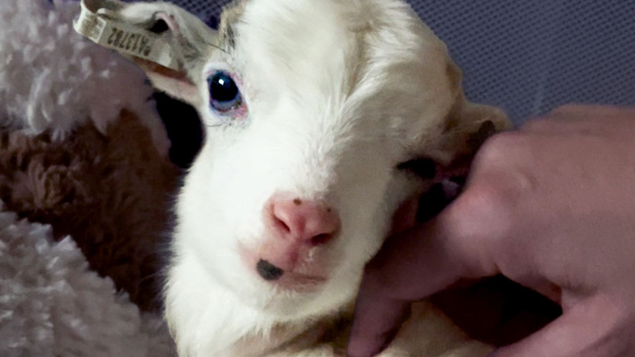 Baby Goat Lost Back Legs And Invented A Way To Walk