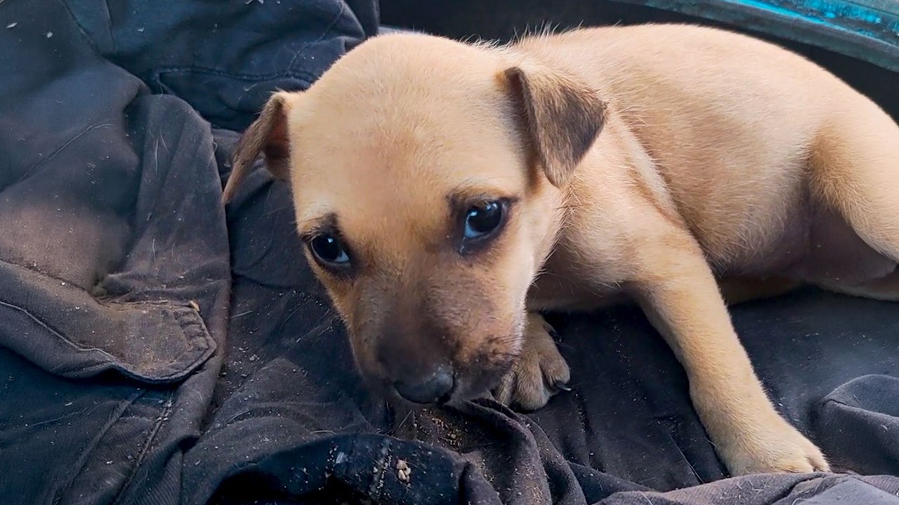 Tiny Abandoned Puppies Finally Find Love