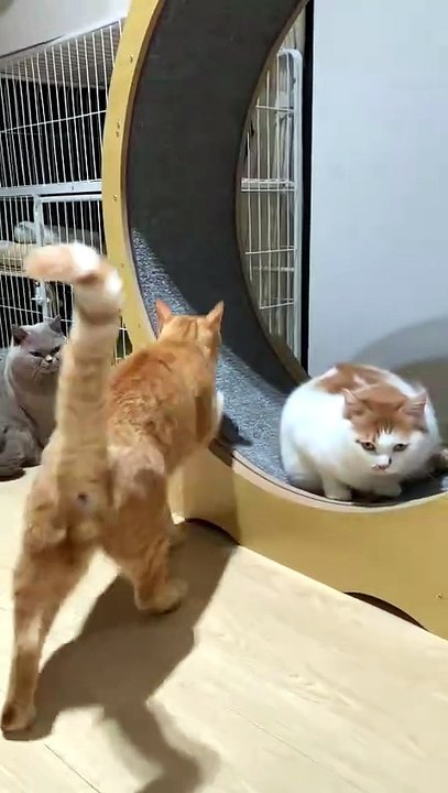 Funny Animals (Part 5)
