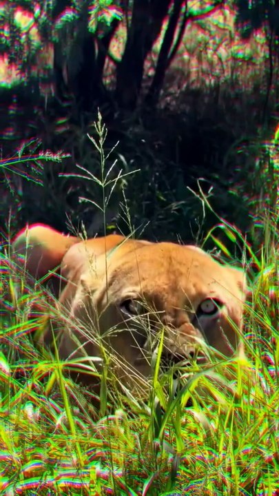 Can You Spot the Lioness_ Nature's Perfect Camouflage#Safari #Africa #wildlife #lioness #wildcats
