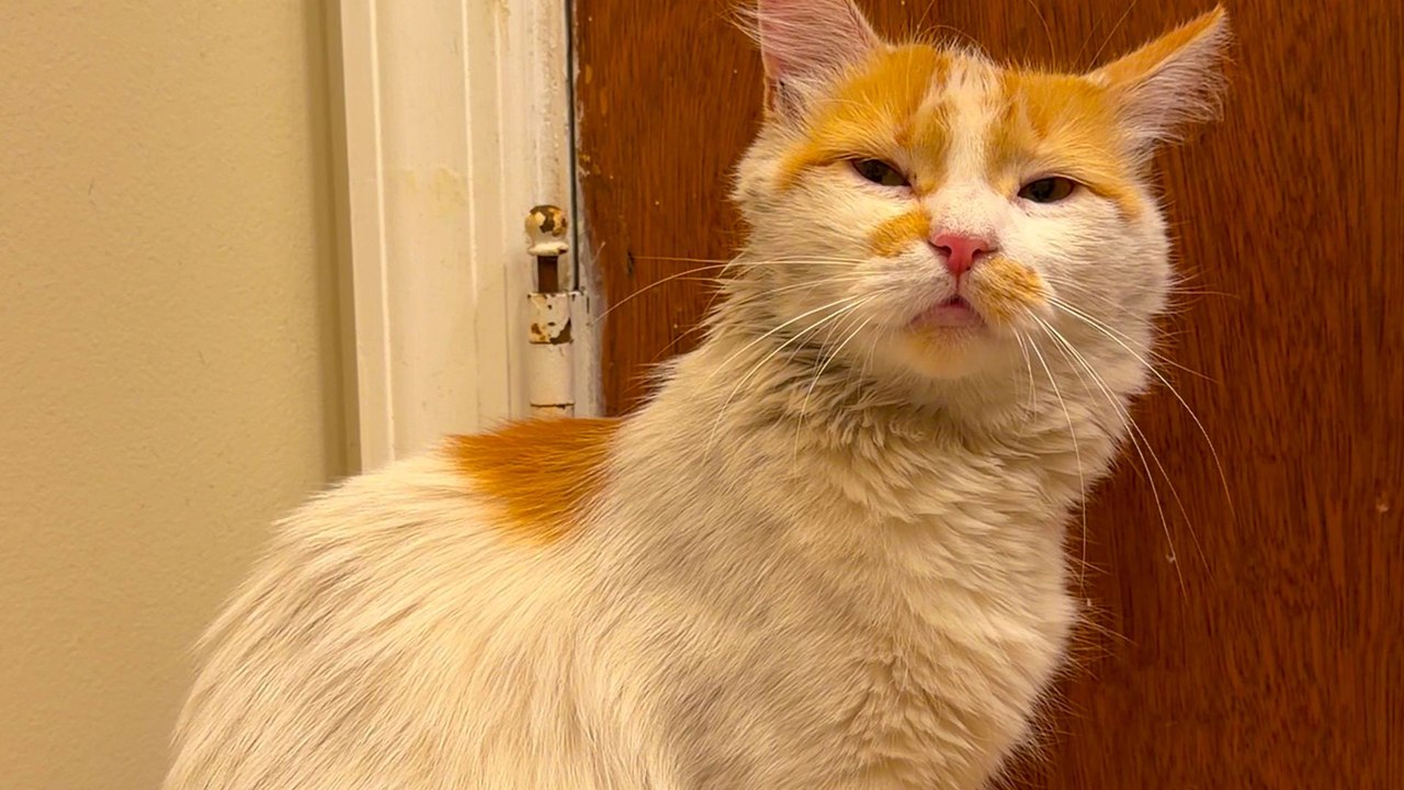Woman Rescues A Cat She Found At A Car Dealership