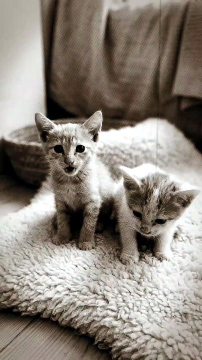 Two Tiny Kittens, Double the Cuteness! 😻