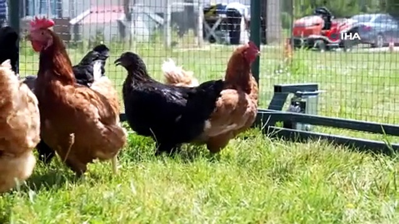 Keneyle mücadelede gezici tavuk kümesi uygulaması