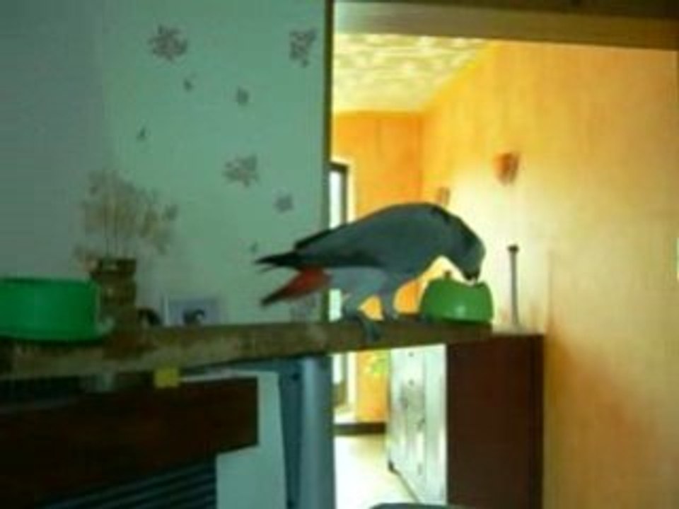 gris du gabon (cacahouette)