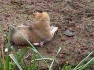 dixie joue avec son noeud