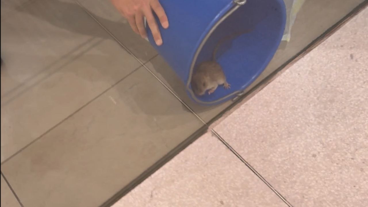 Mouse Runs Around A Zara Store Before Being Caught