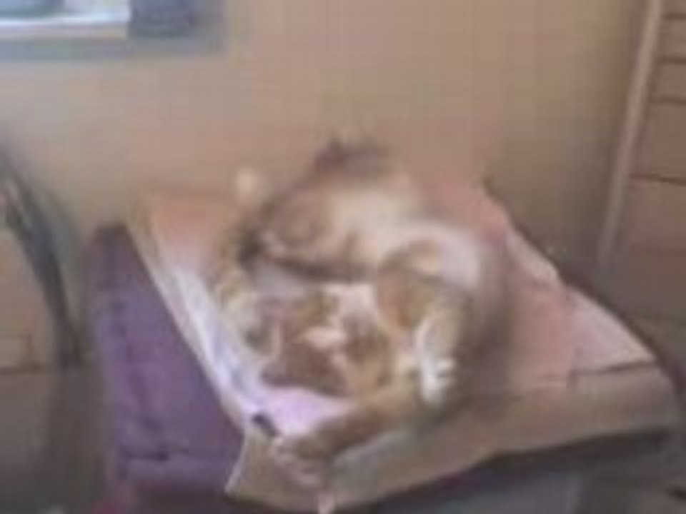 Feignace de Chat...