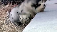 😹 Funny Cat Compilation 2026 – Non Stop Laughter Guaranteed  36