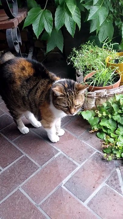 I'm not afraid of the rain... But my patio is drier :) #cats #funnycats #catlovers