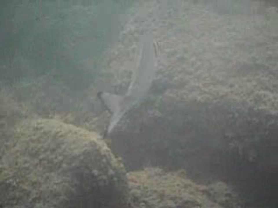 sous la mer ...